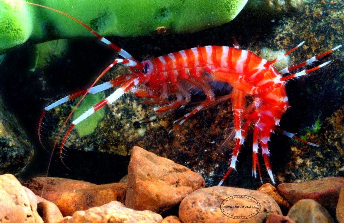 Байкальский рачок бокоплав
