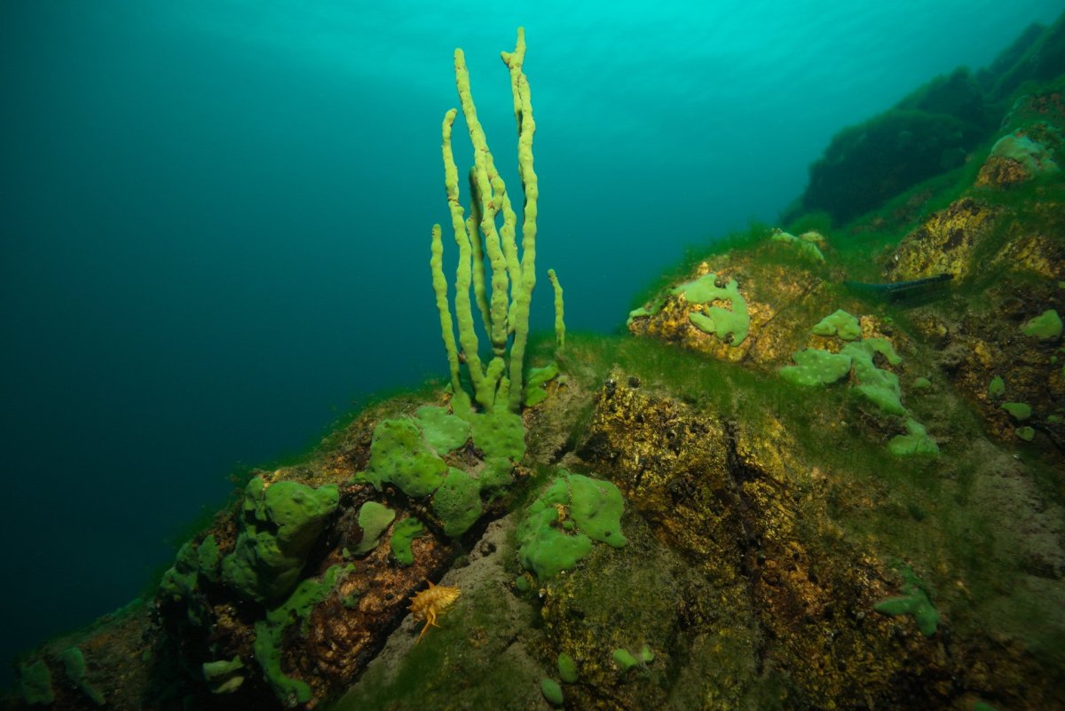 Озеро Байкал Пресноводные губки