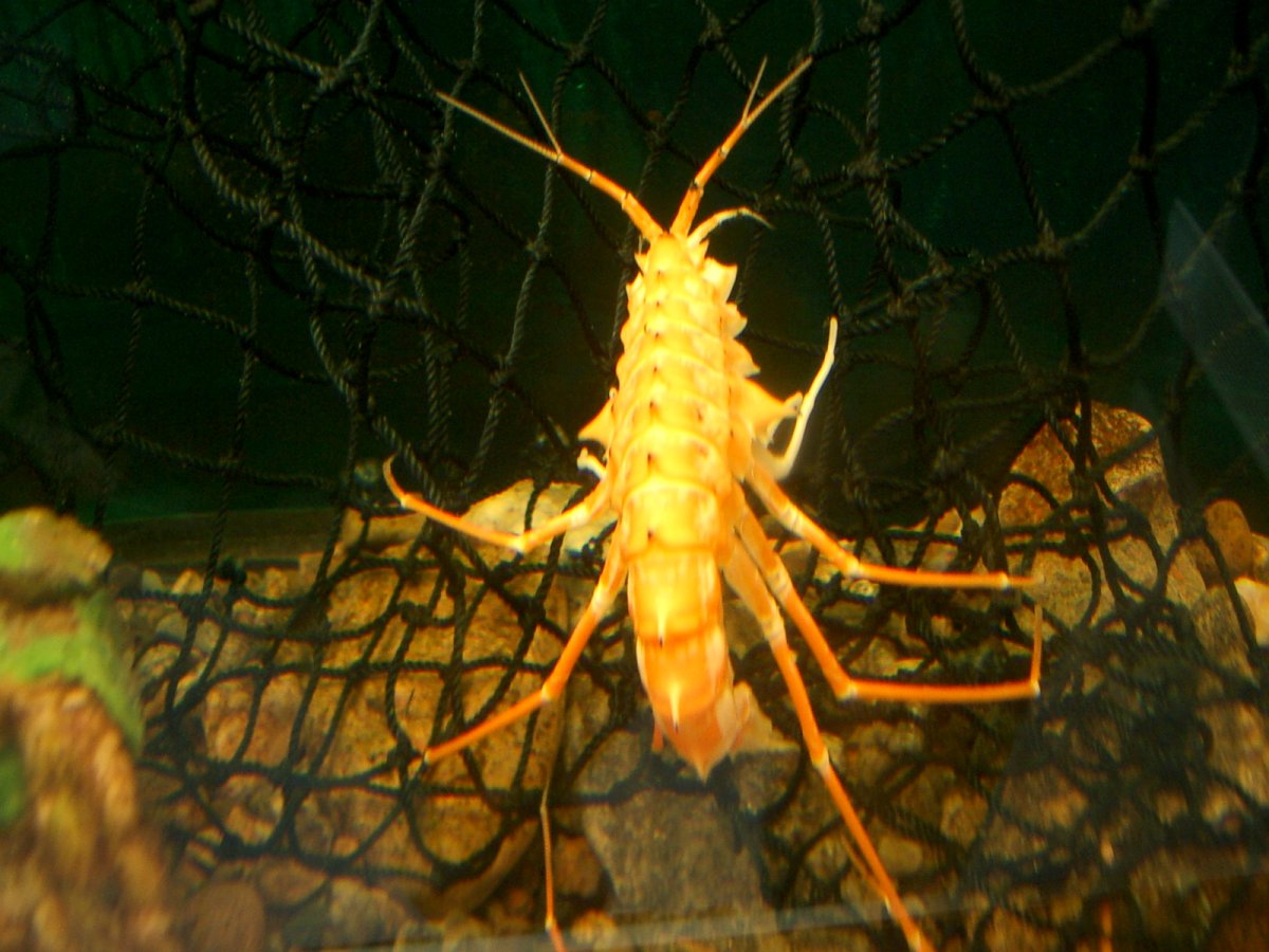 Эпишура эндемик Байкала