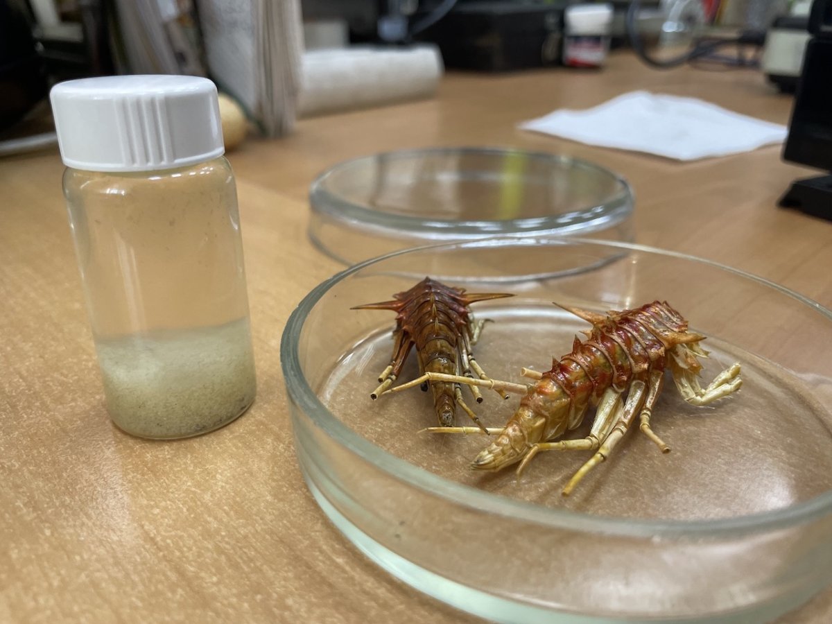 Маньчжурский золотой Скорпион Mesobuthus martensii в стекле