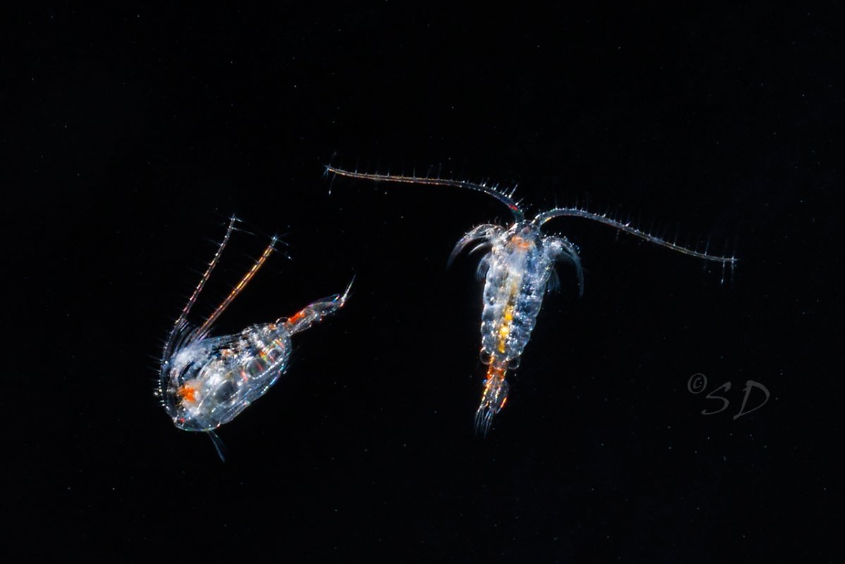 Эндемики Байкала рачок эпишура