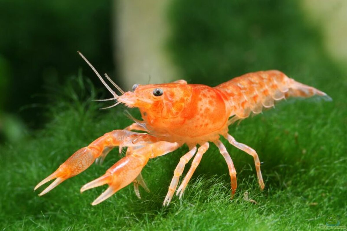 Рачок бокоплав маленький