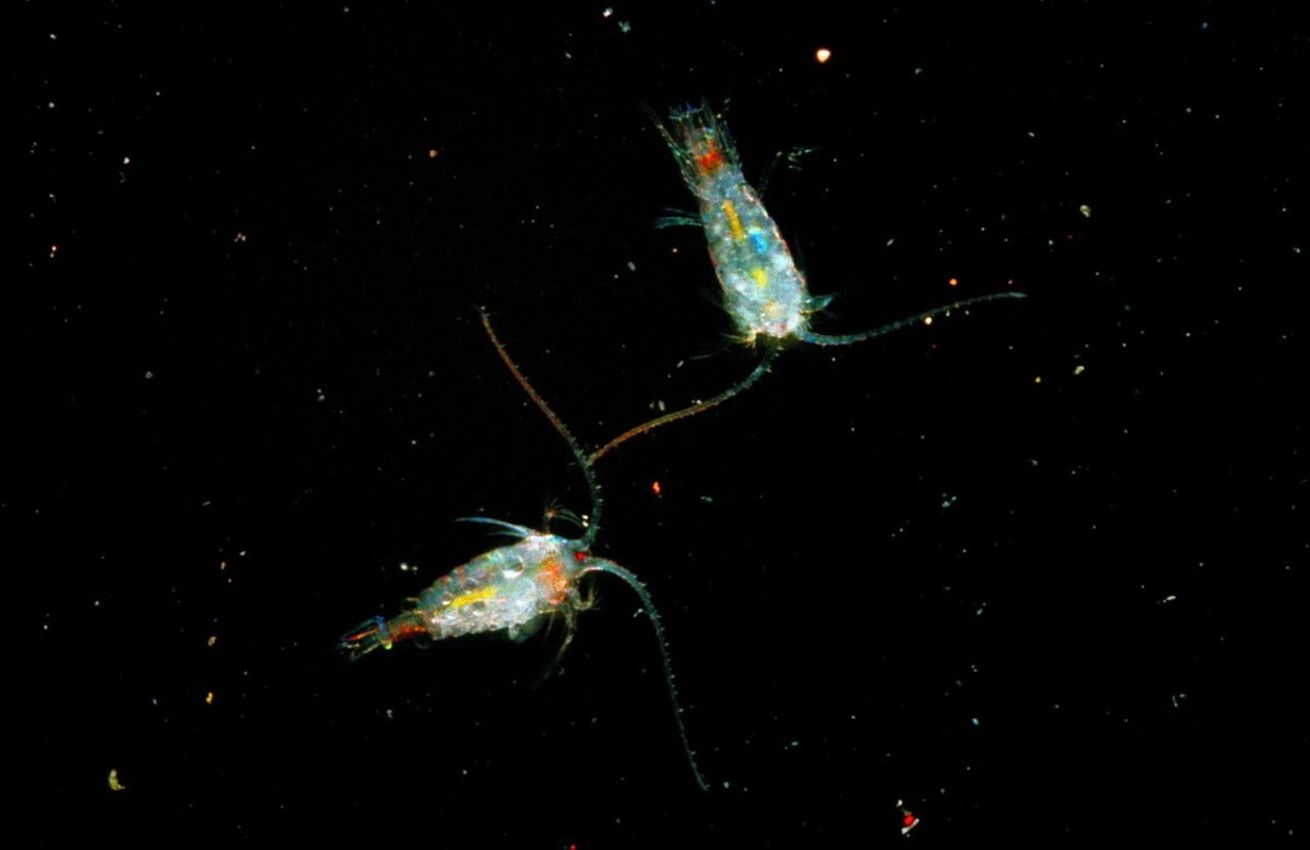 Озеро Байкал рачок эпишура