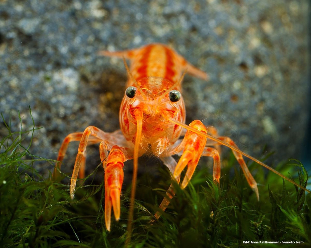 Карликовый мексиканский оранж