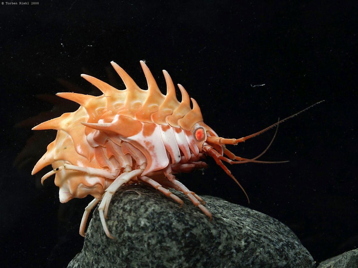 Рачки бокоплавы Байкала