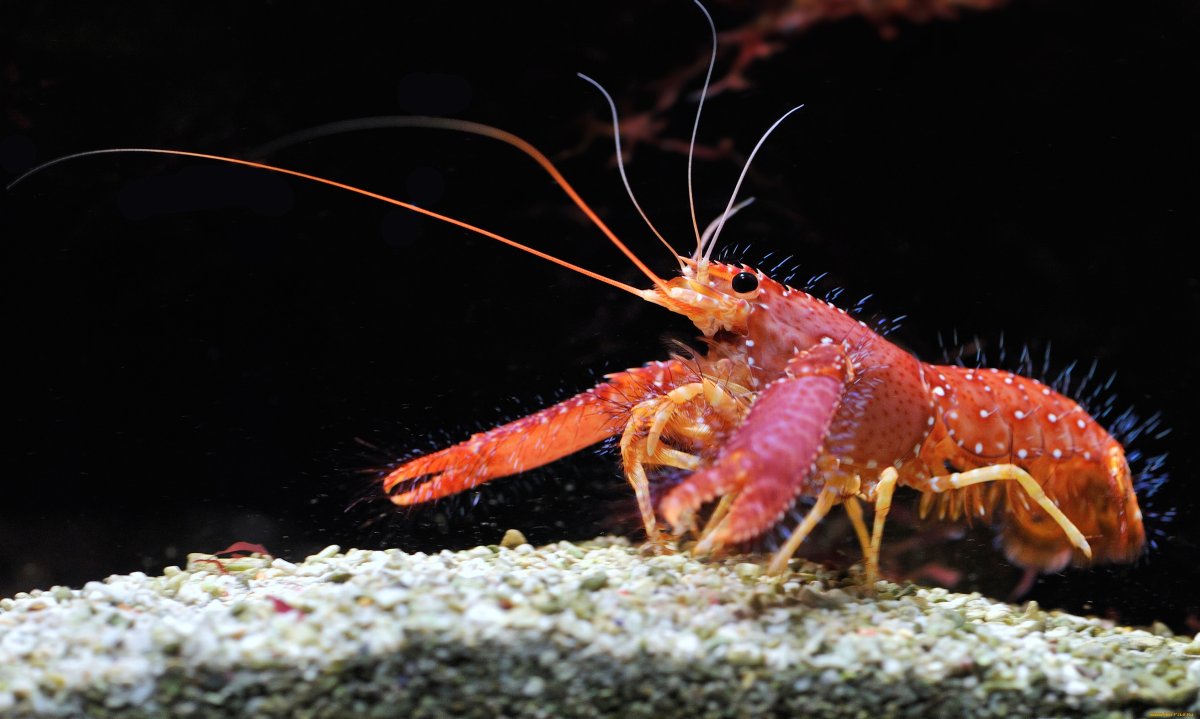 Флоридский лангуст