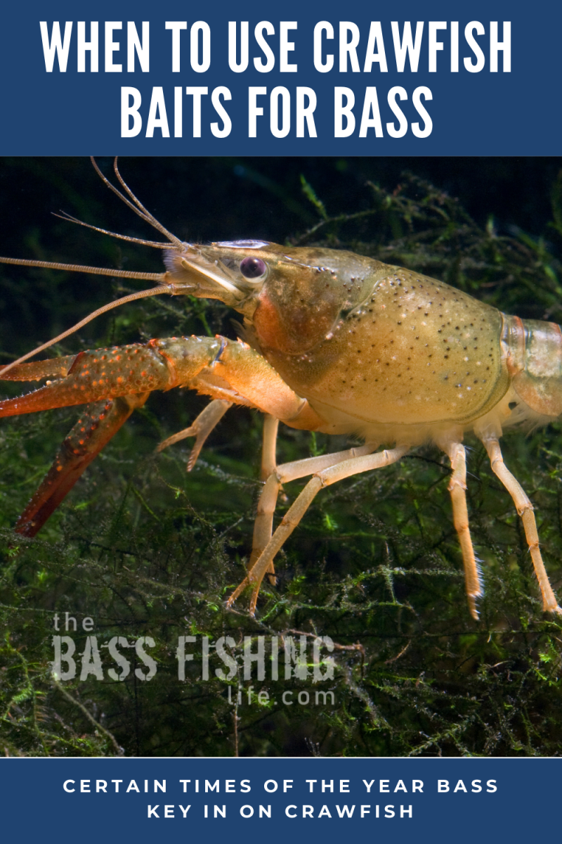 Бокоплав Байкальский