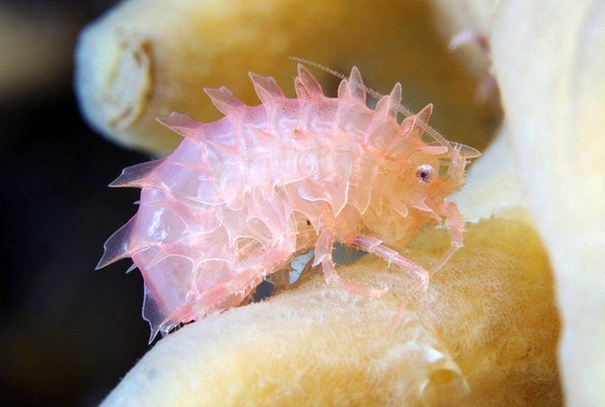 Рачок бокоплав маленький