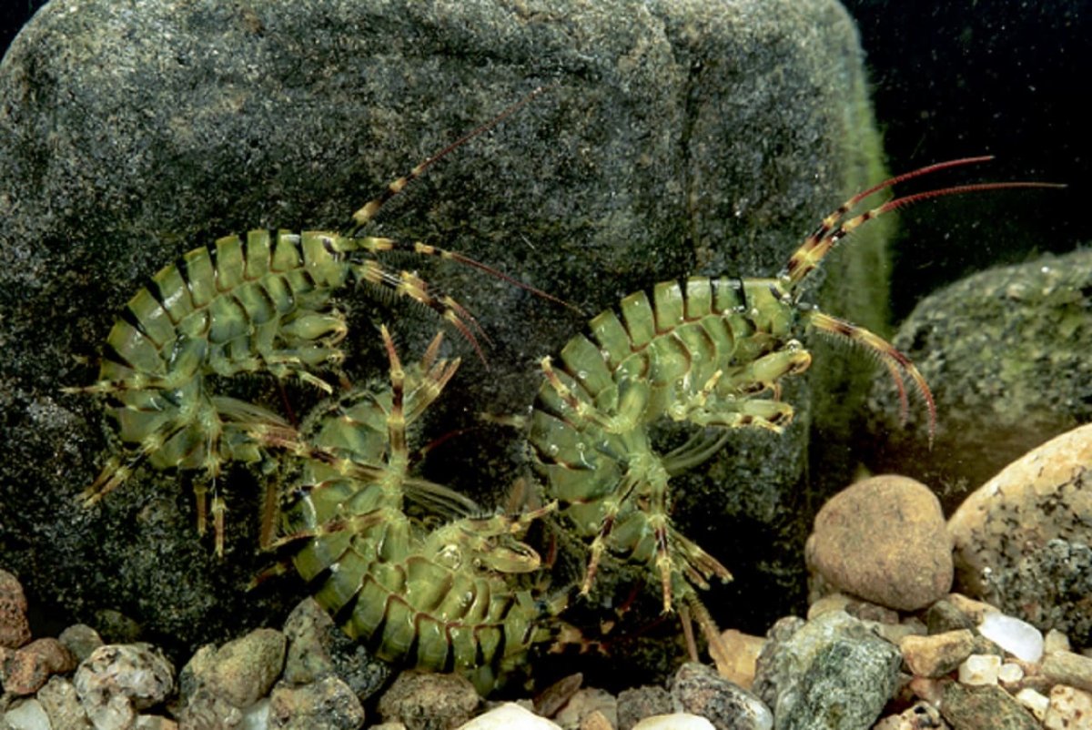 Бокоплав Байкальский