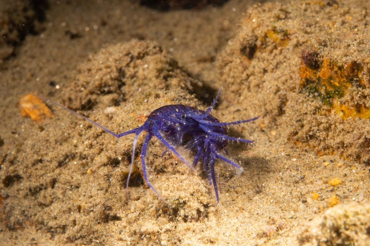 Рачки бокоплавы Байкала