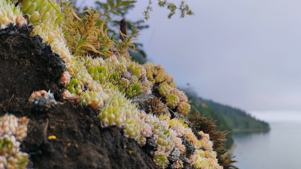 Накипные мхи