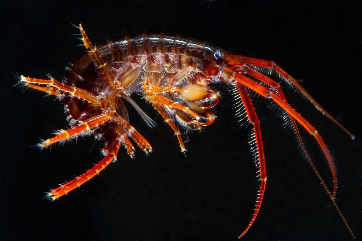 Рачки бокоплавы Байкала