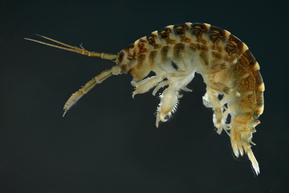 Dikerogammarus villosus