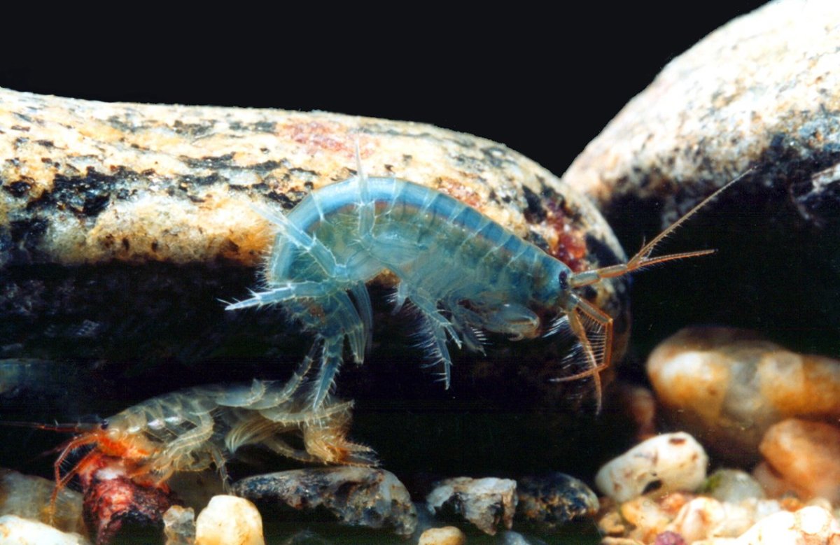 Белый Байкальский Бормаш