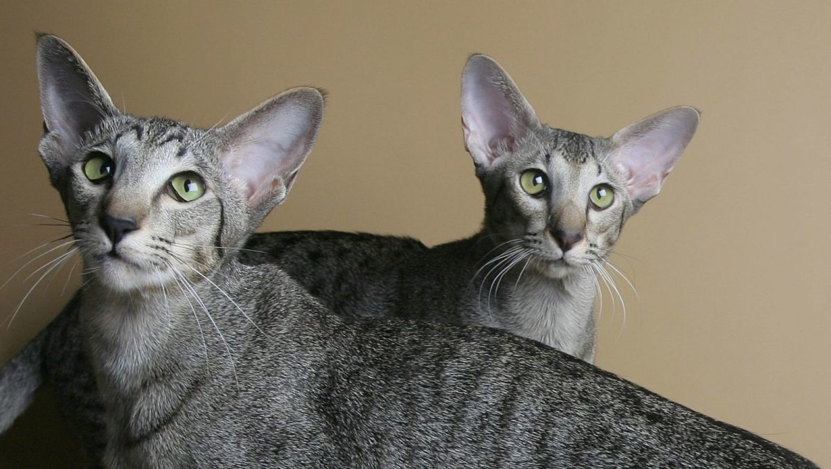 Ориенталы гипоаллергенный