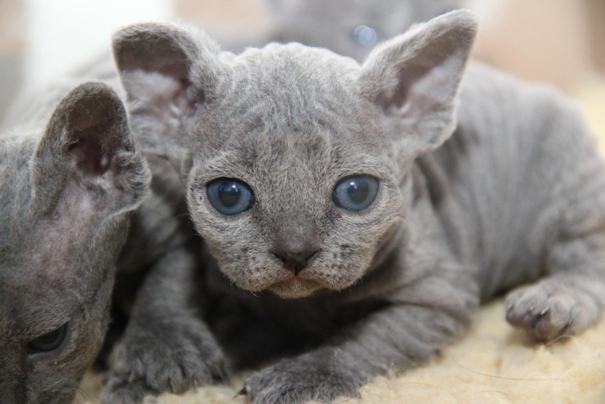 Сфинкс Девон рекс