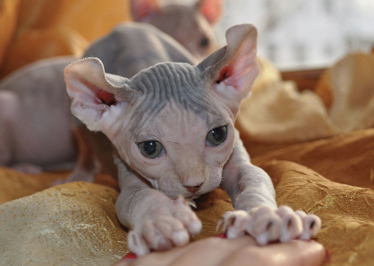 Сфинкс кошка Эльф