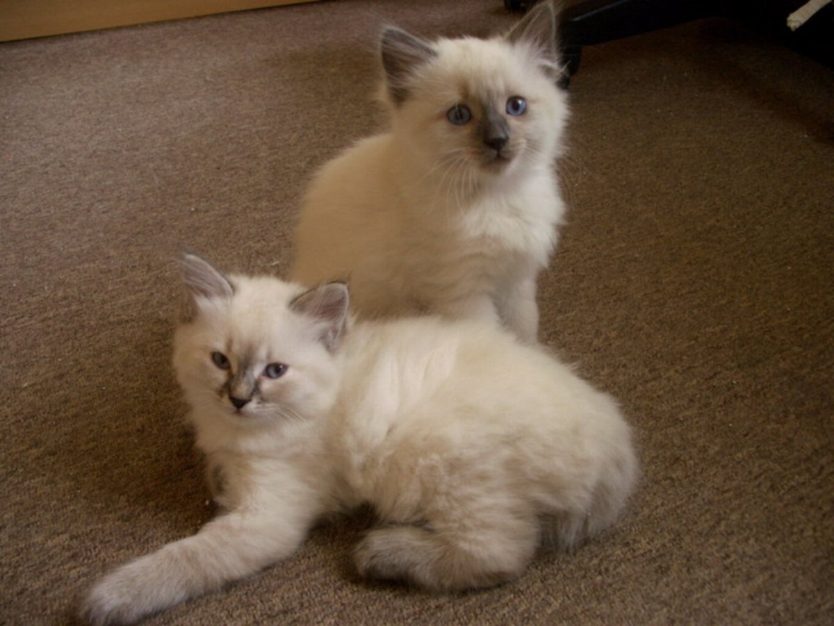 Породы гипоаллергенных кошек