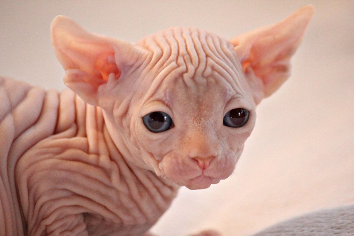 Донской сфинкс