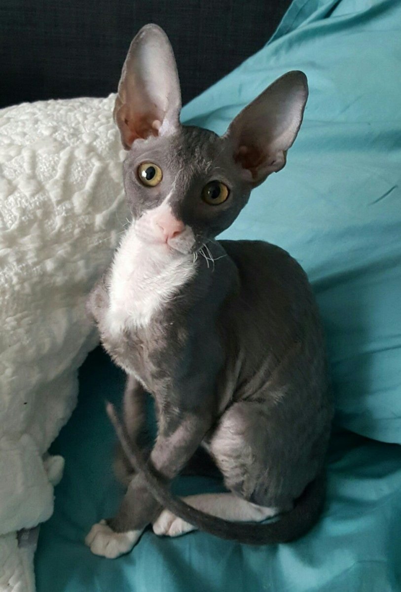 Сфинкс Корниш рекс