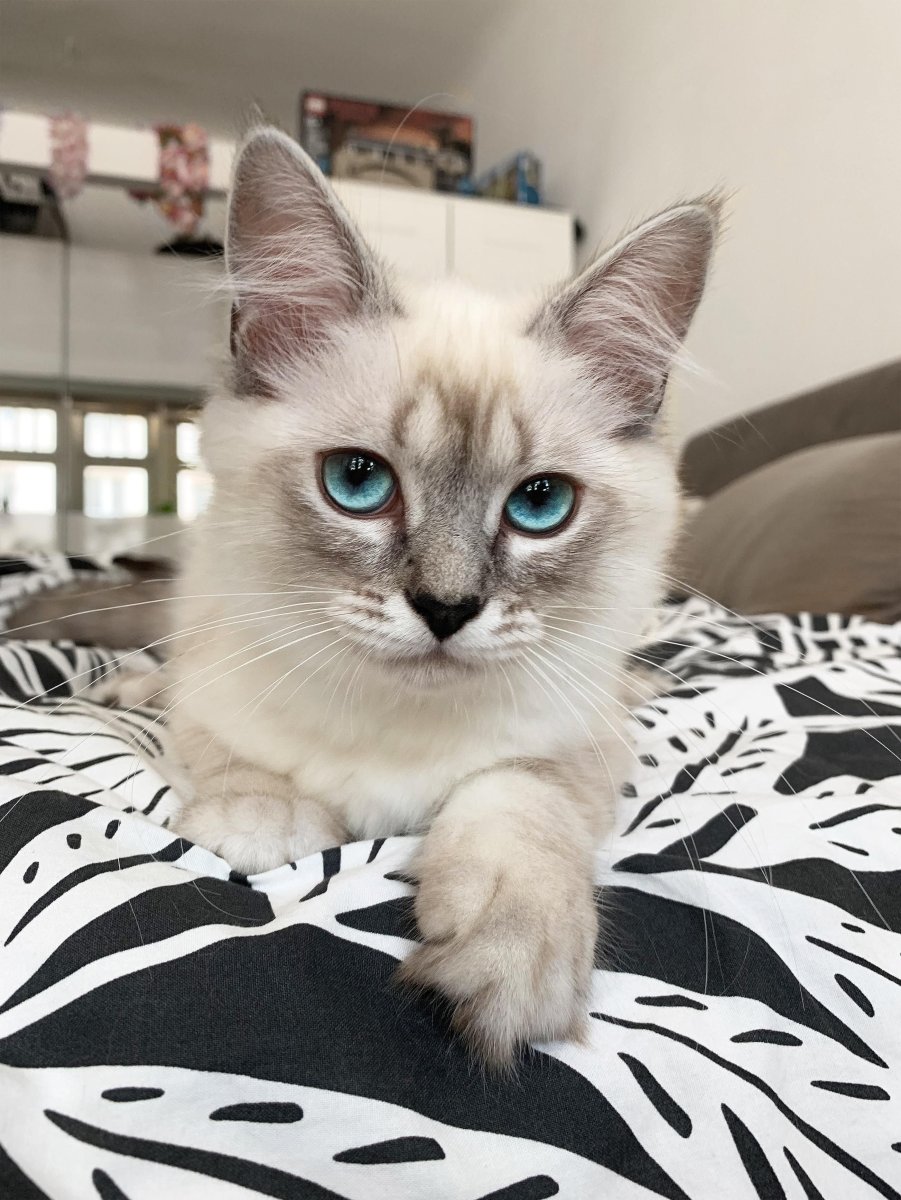 Породы безаллергенных кошек