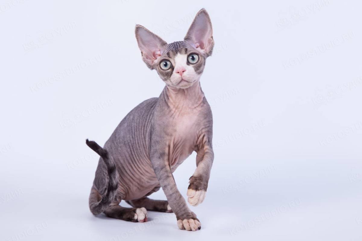 Донской сфинкс Корниш