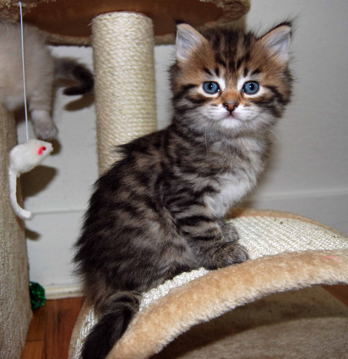 Гипоаллергенные породы кошек котята