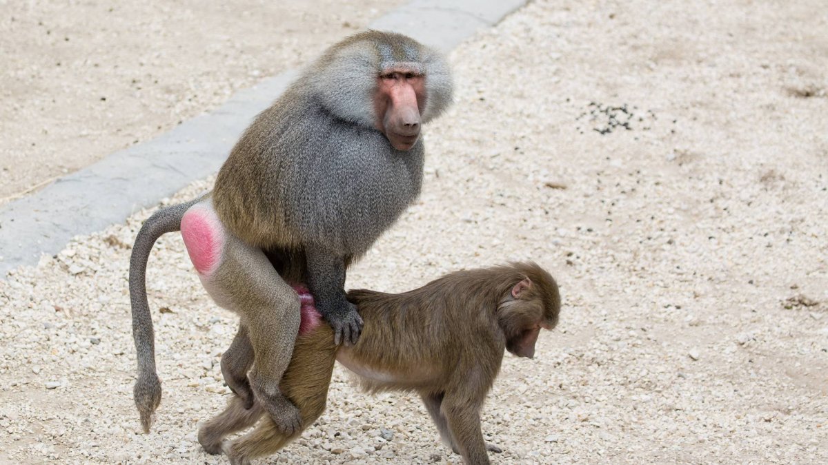 Обезьяна гамадрил