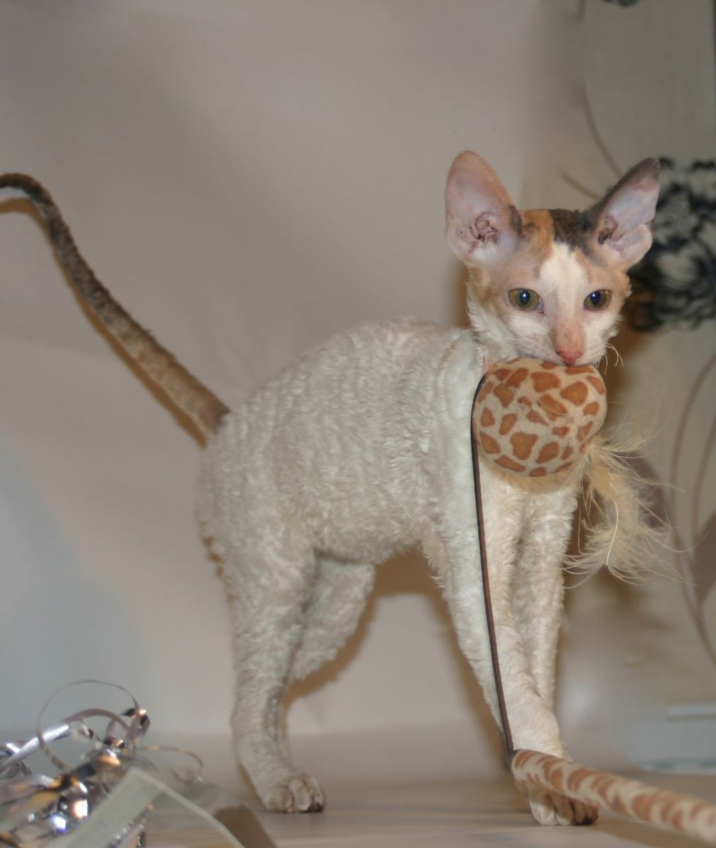 Корниш рекс кошка