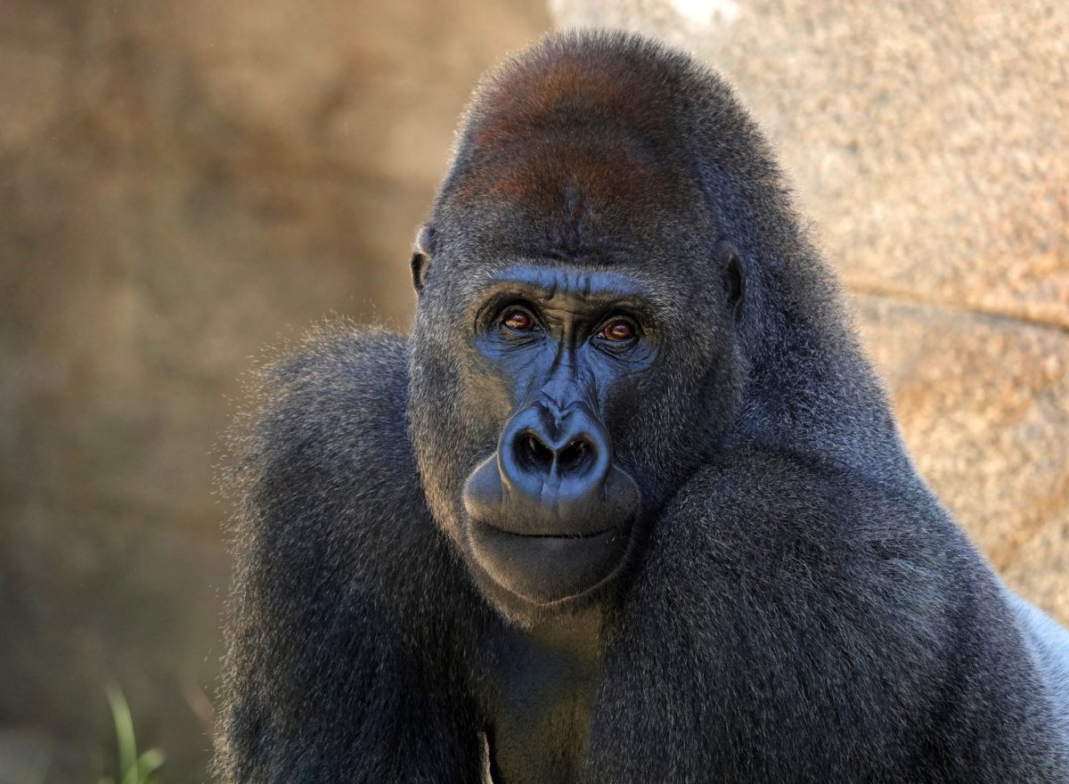 Морда гориллы