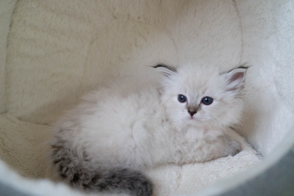 Гипоаллергенные кошки