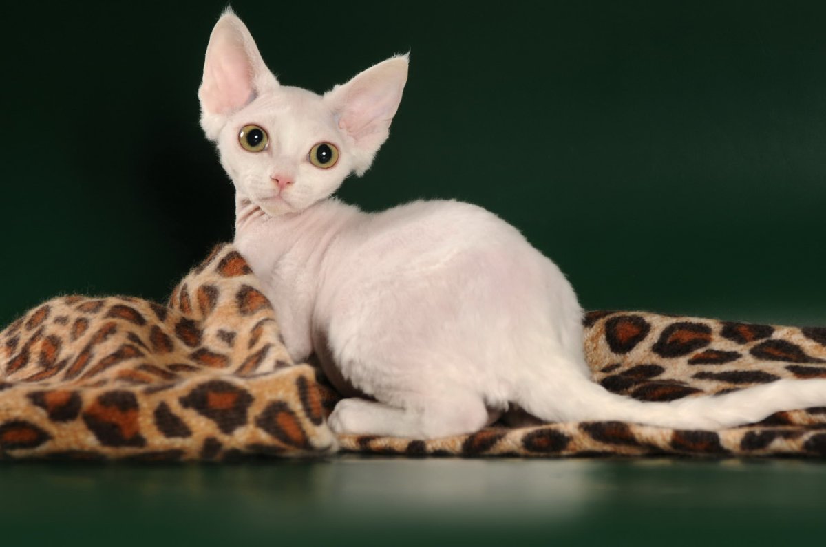 Корниш рекс Эльф