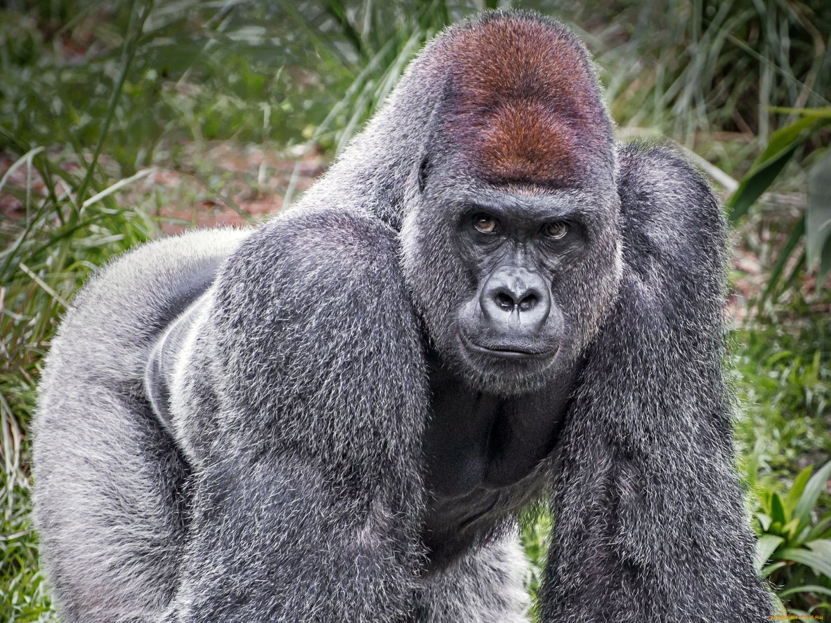 Горилла, самец