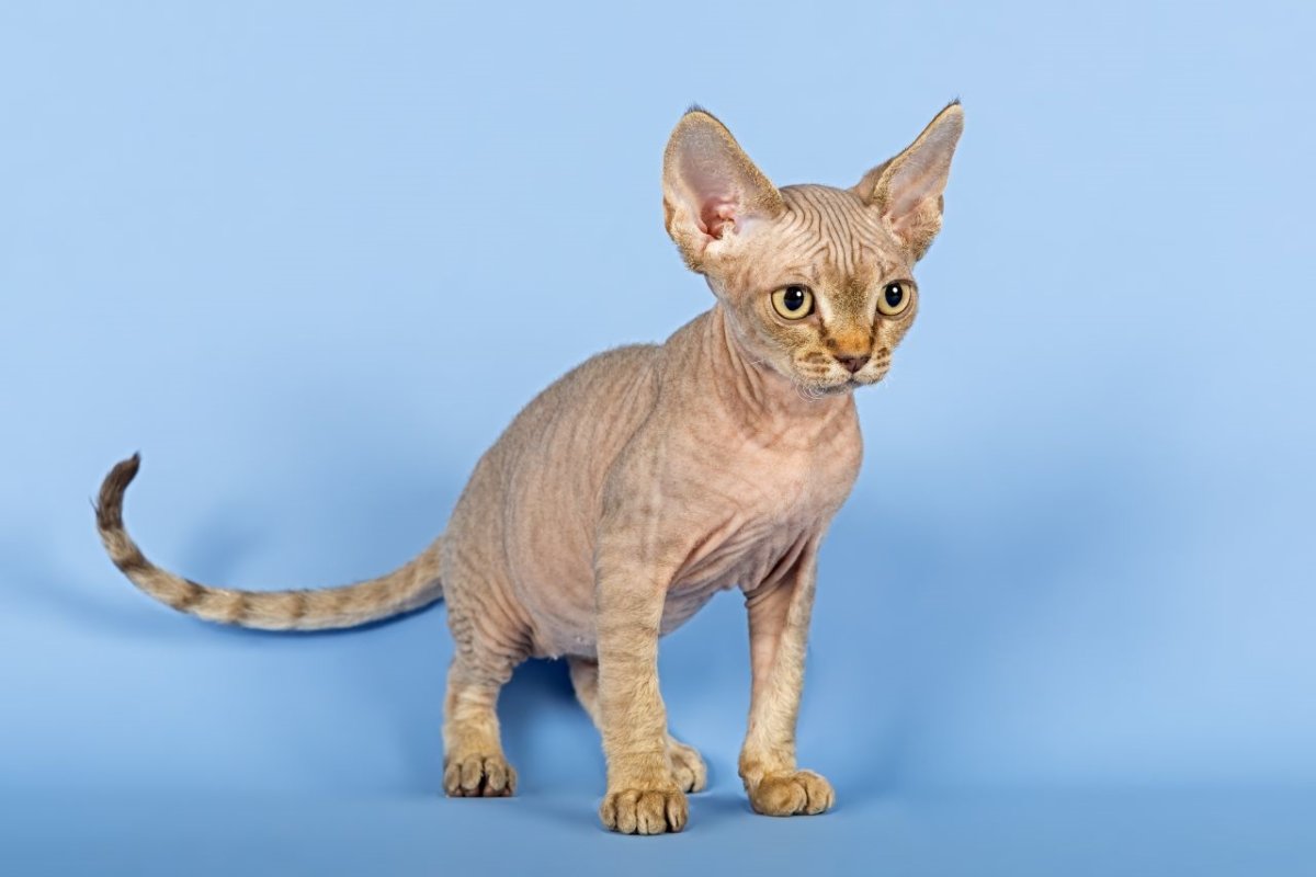 Порода кошек Devon Rex