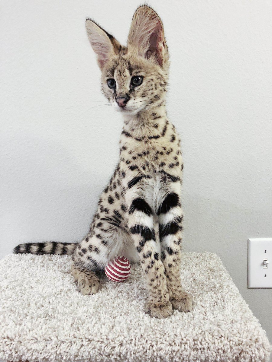 Сервал Ашера Саванна