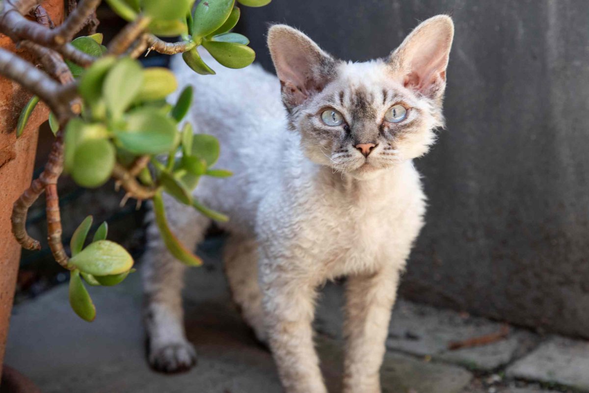 Кошка гипоаллергенная Девон рекс