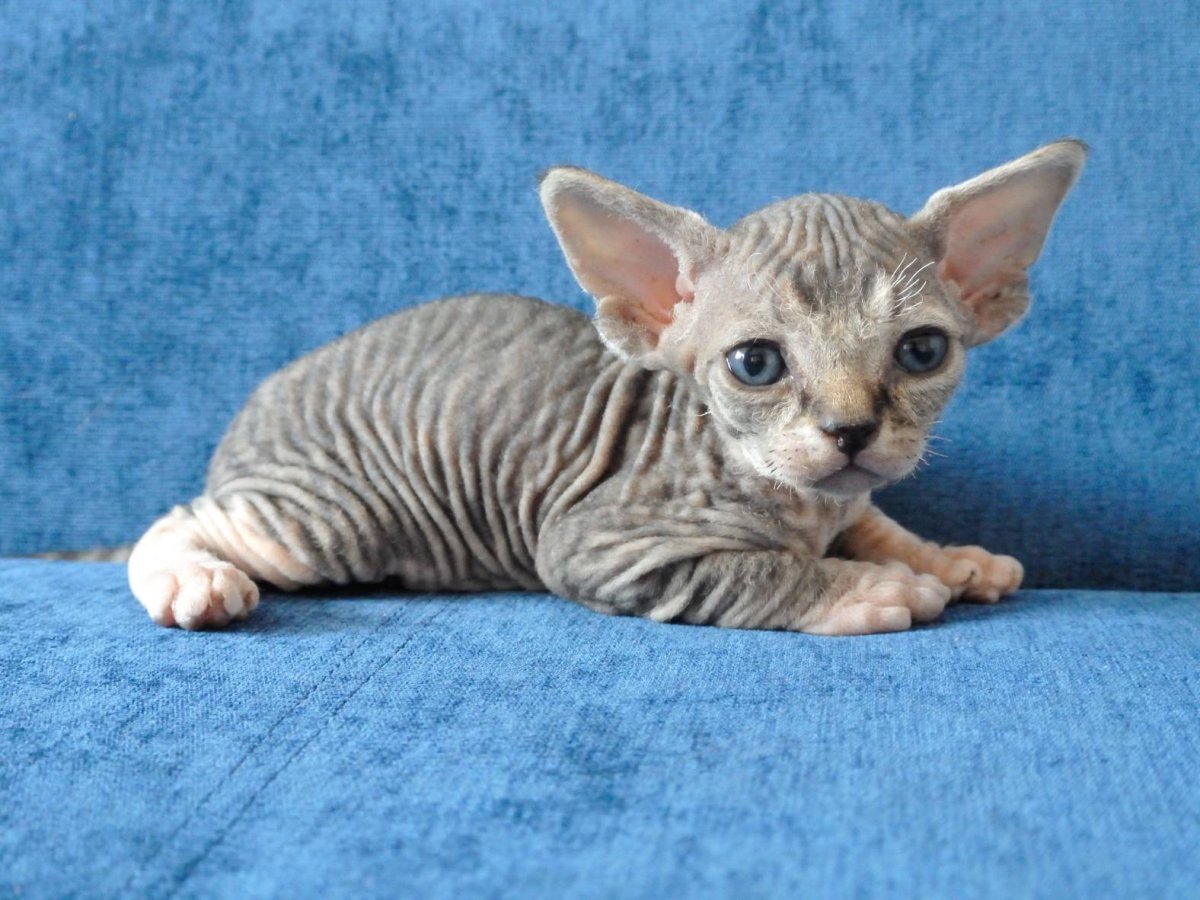 Сфинкс Девон рекс