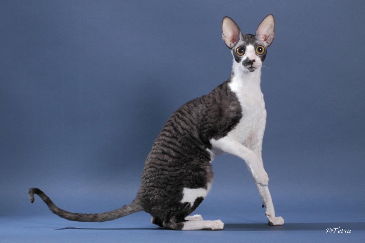 Метис Корниш Рекса