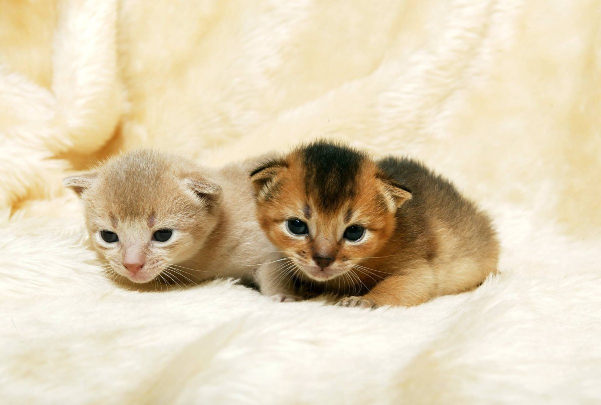 Породы кошек гипоаллерген