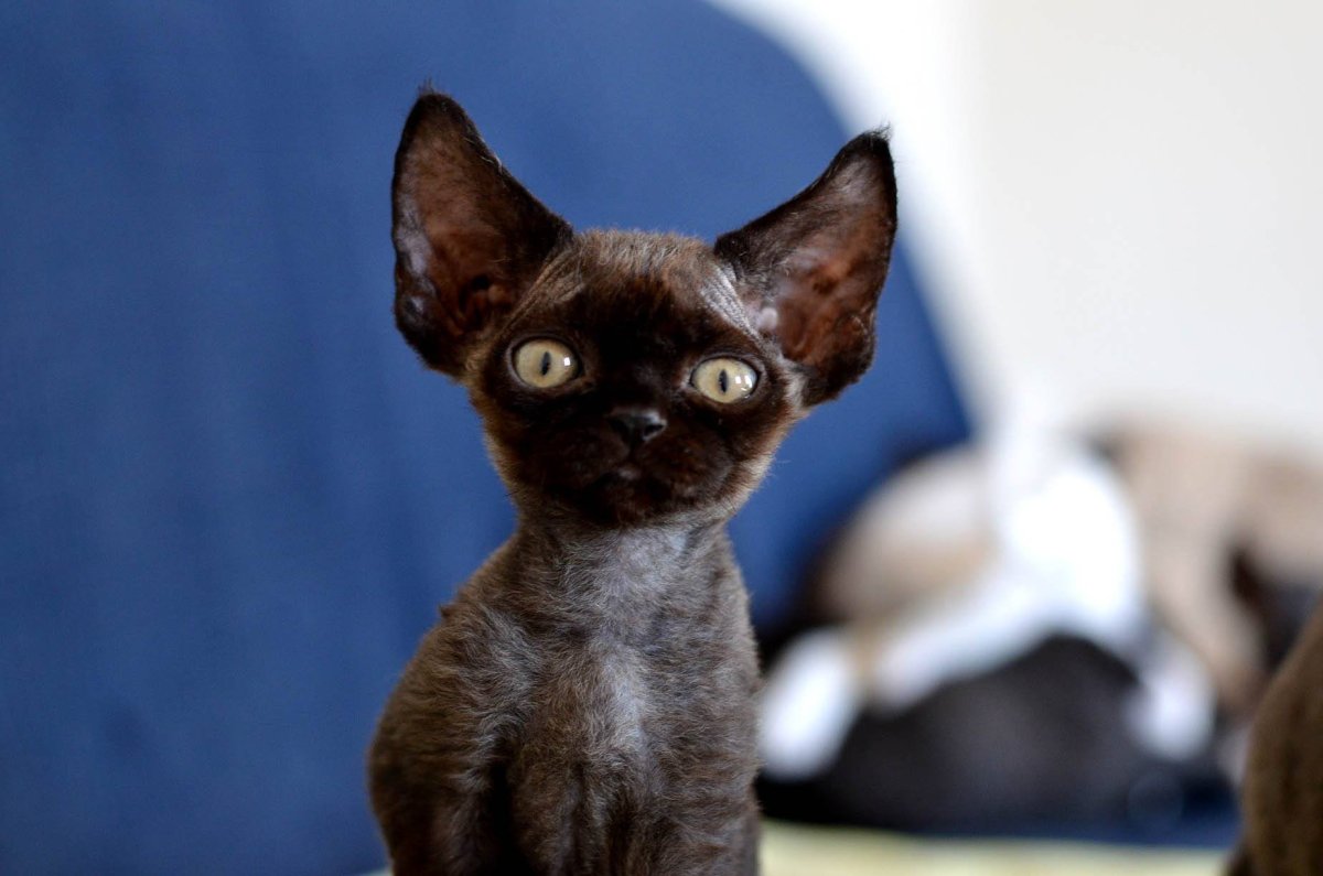 Девон рекс кошка