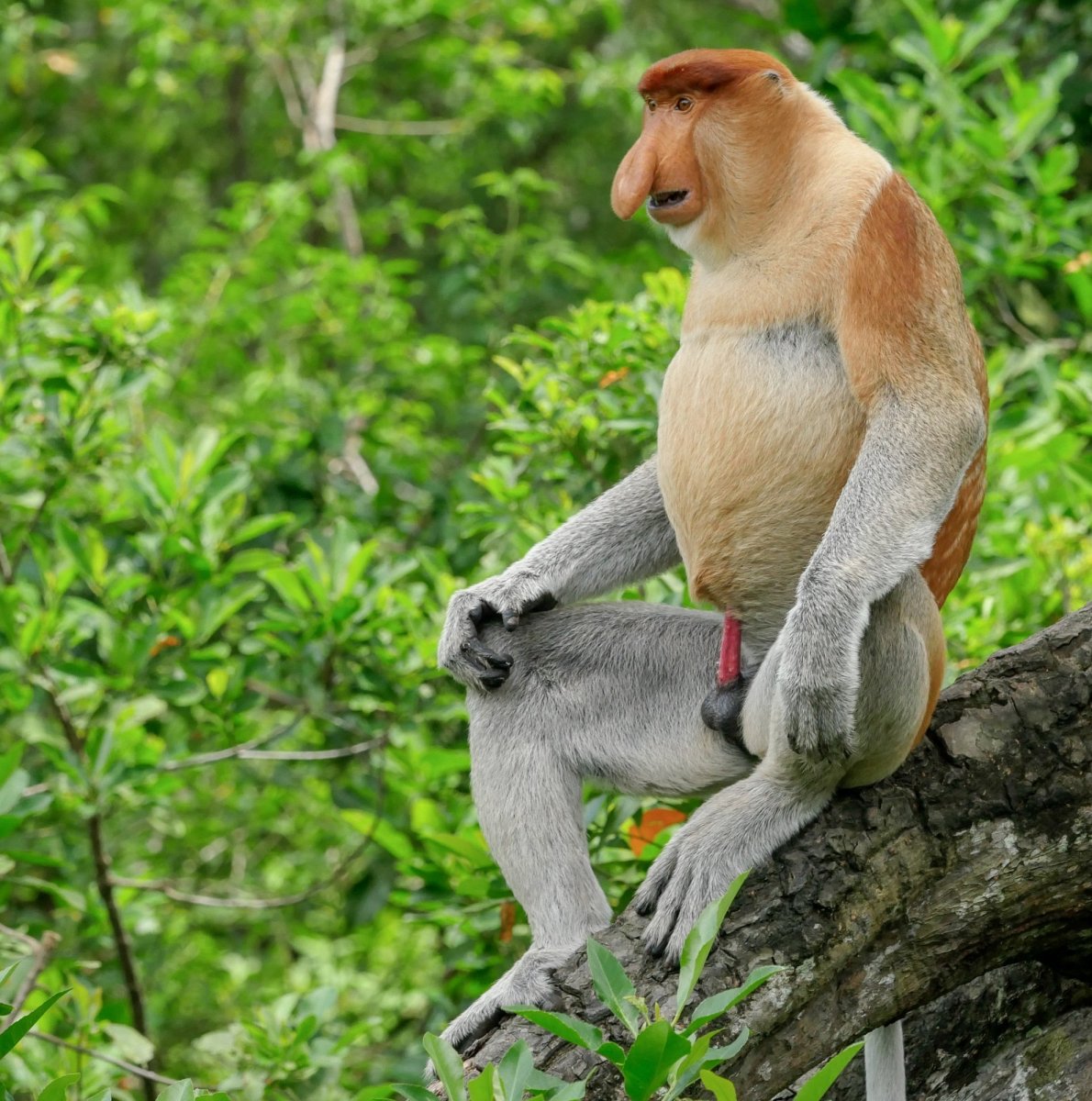 Гиббон носач