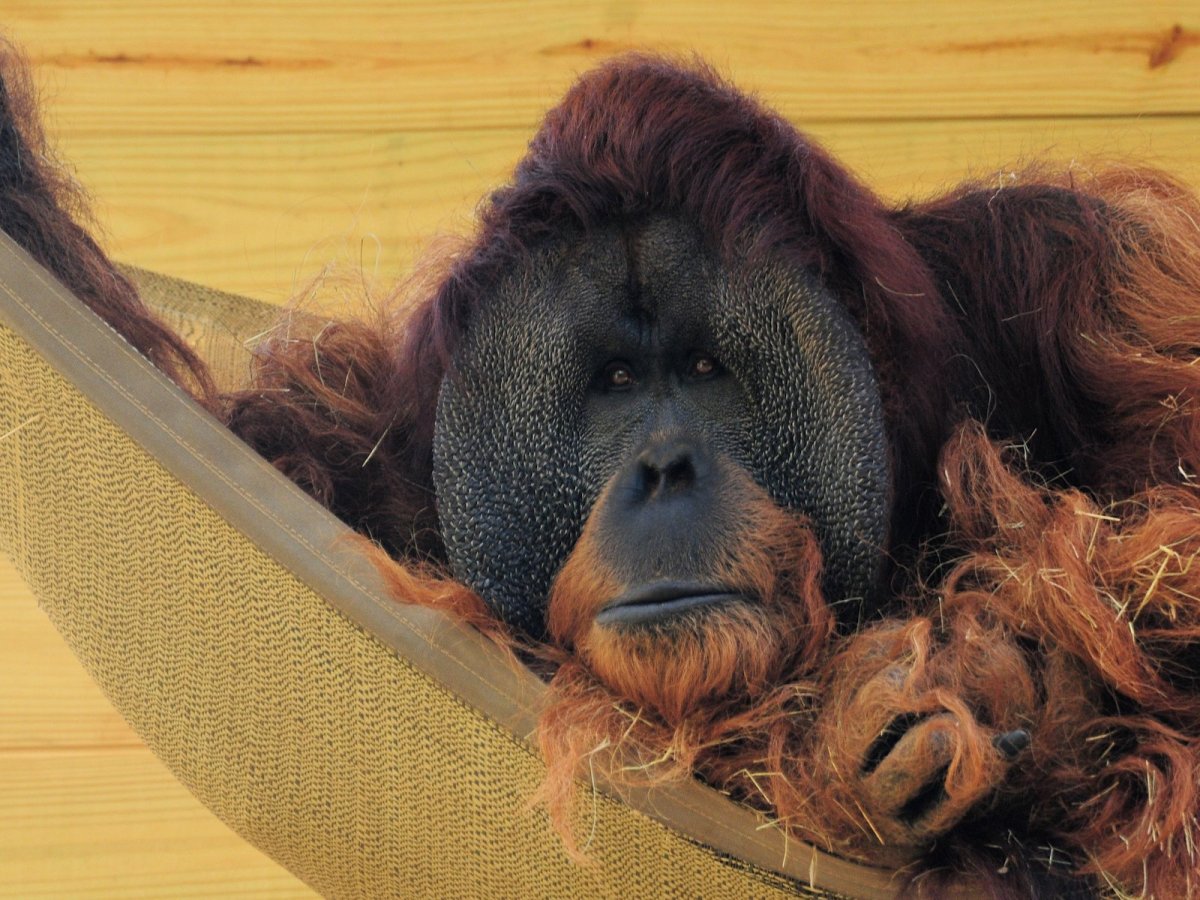 Обои обезьянки