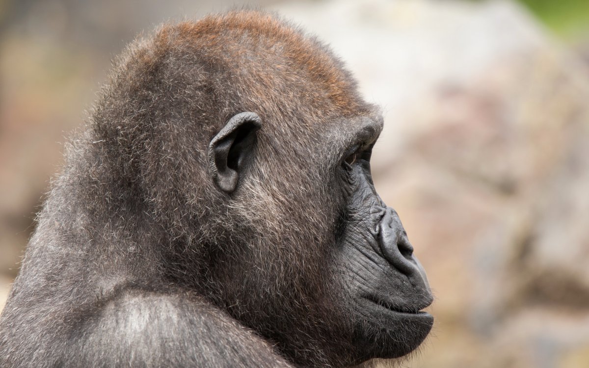 Примат сбоку