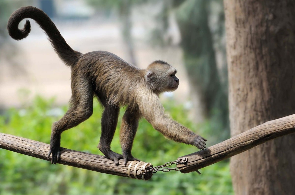 Хвост обезьяны