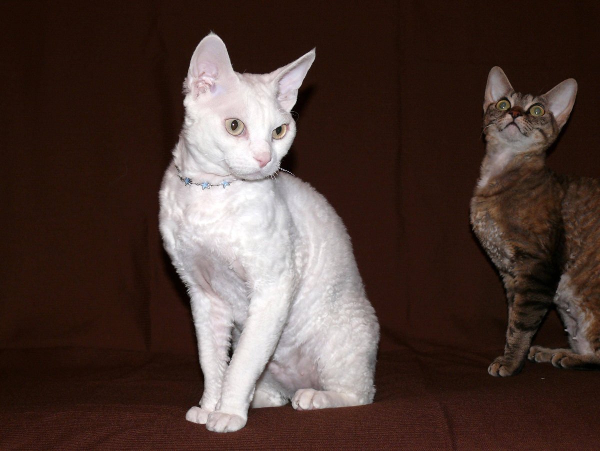 Кошка гипоаллергенная Девон рекс