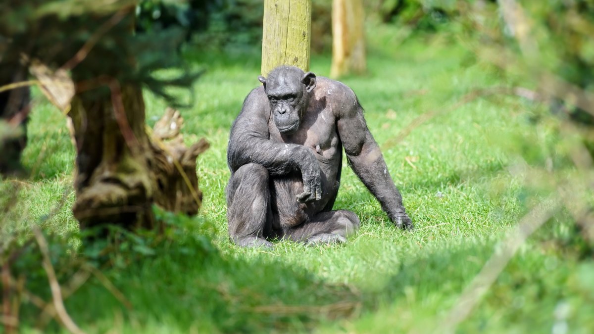 Лысая обезьяна