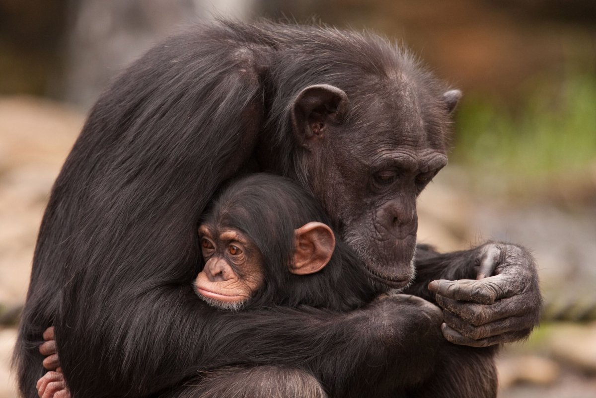 Шимпанзе фото