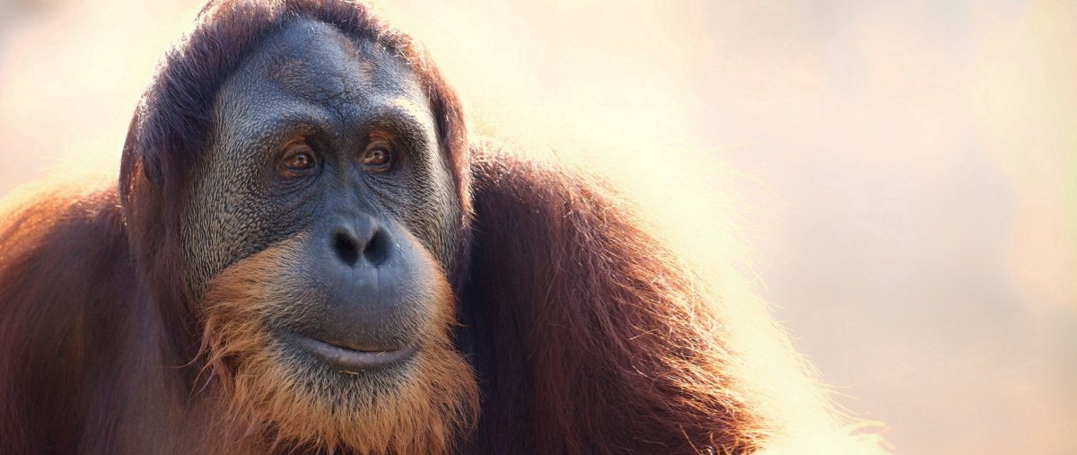 Части морды обезьяны,которые двигаются