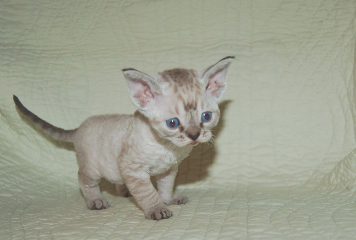 Котята Девон рекс