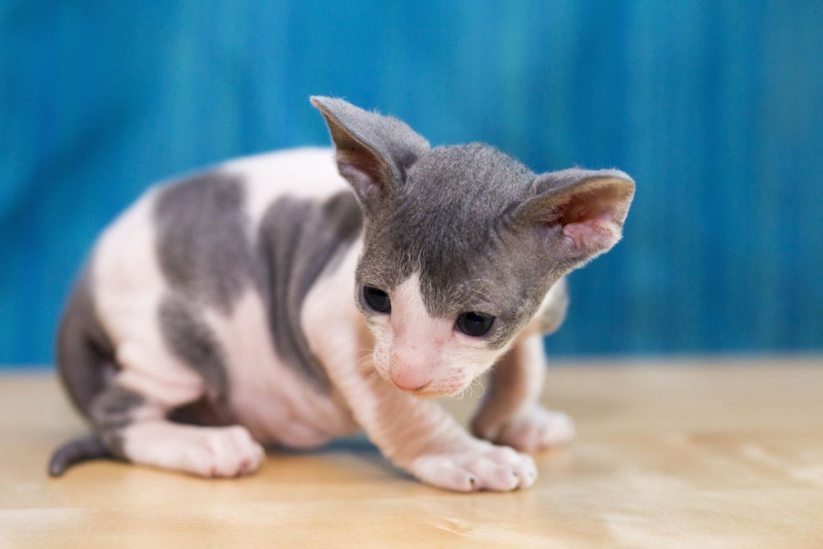 Корниш рекс Калико